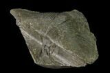 Pyrite Replaced Brachiopod (Paraspirifer) Fossil - Ohio #135557-1